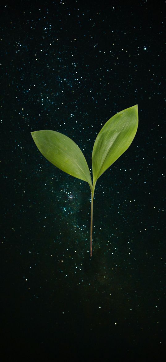 sprout, leaves, plant, stars, cosmos, nature