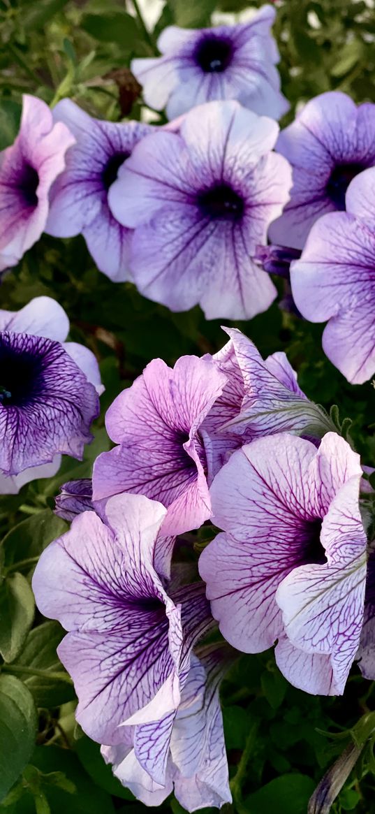 petunias, flowers, purple, plant, nature