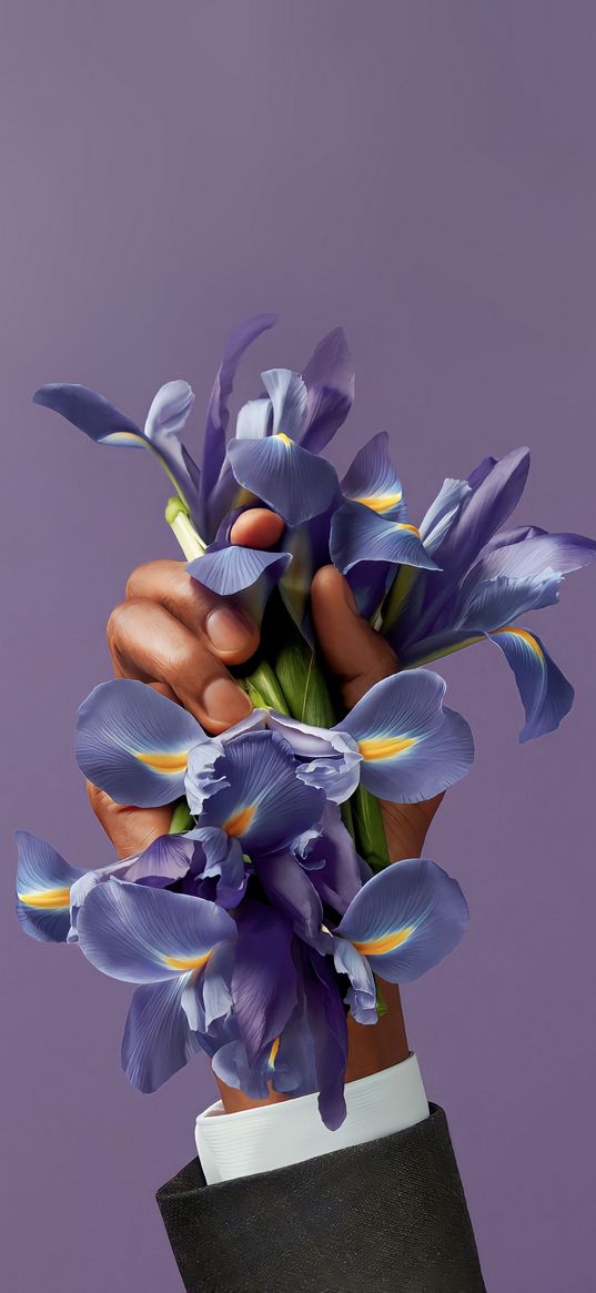 irises, flowers, hand, man, purple background