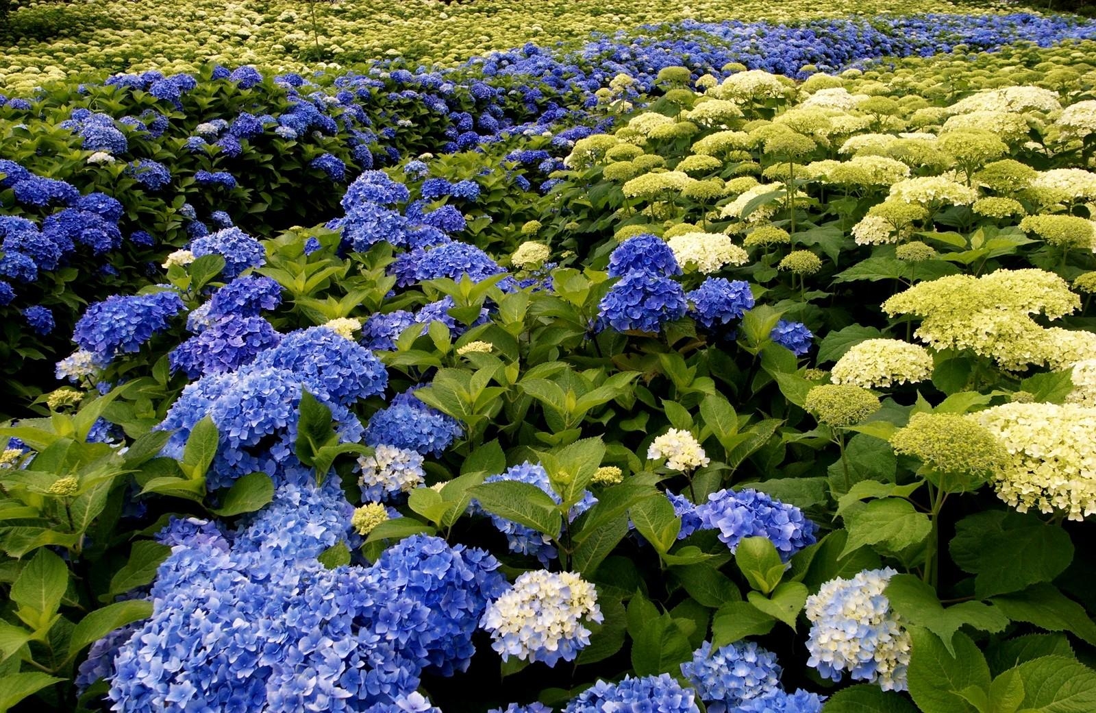 hydrangea, bloom, different, green, park