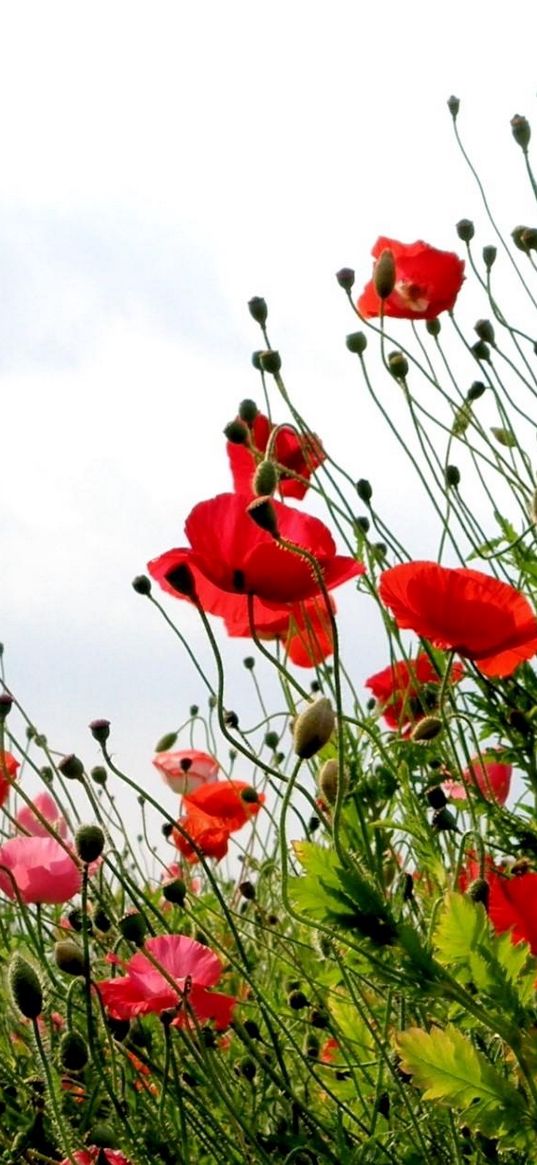 poppies, field, summer, sky, verdure, grass