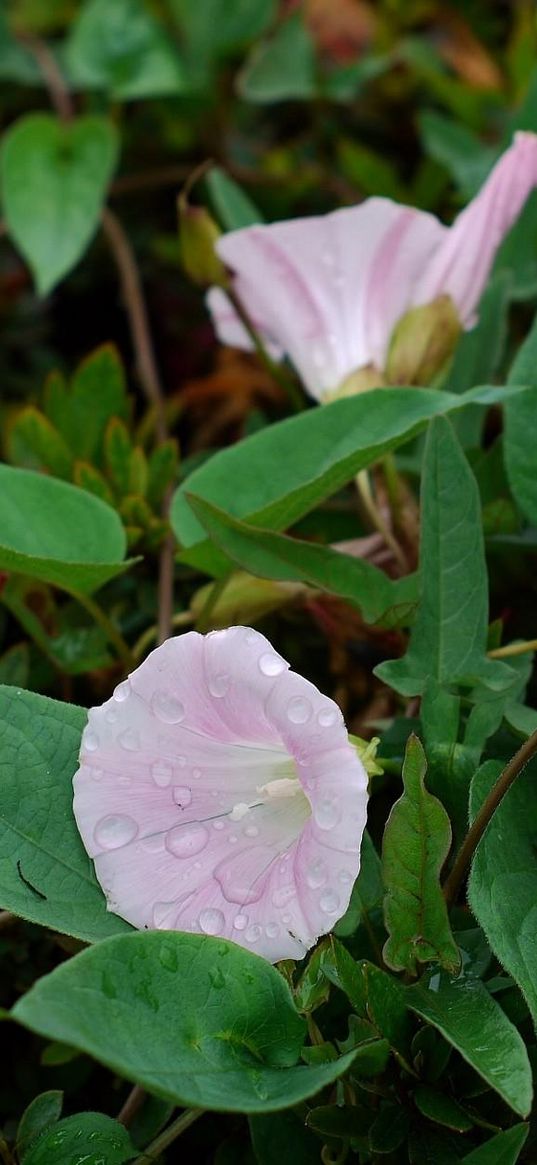 bindweed, flowers, herbs, drop, freshness