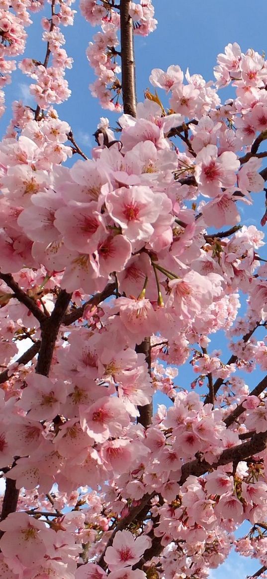 blossoms, twigs, spring, sky, mood, beauty