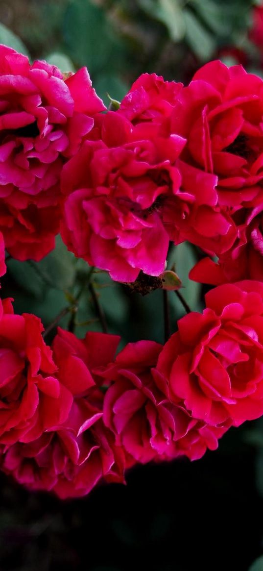 roses, flowers, heart, green, blur