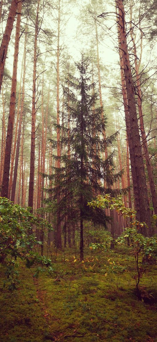 christmas tree, pines, trees, forest, nature