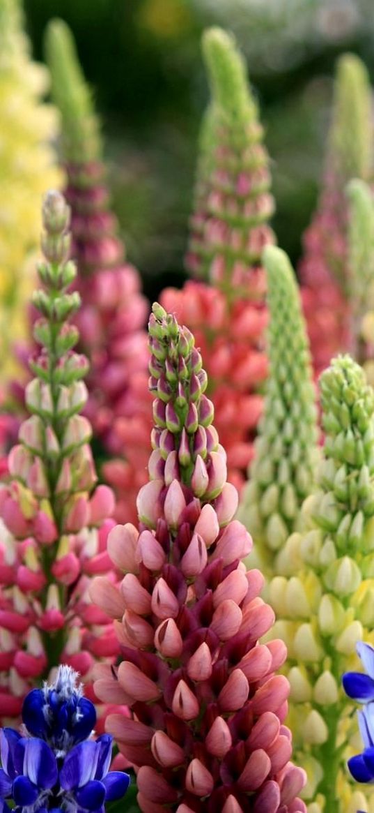 lupines, flowers, colorful, crown