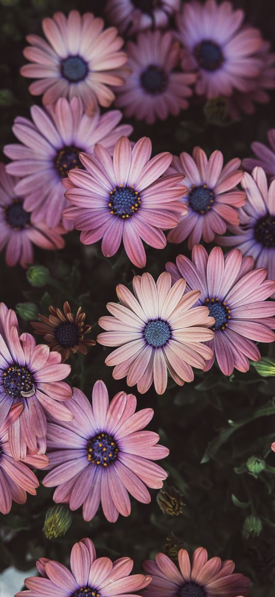 osteospermum, petals, flowers, buds