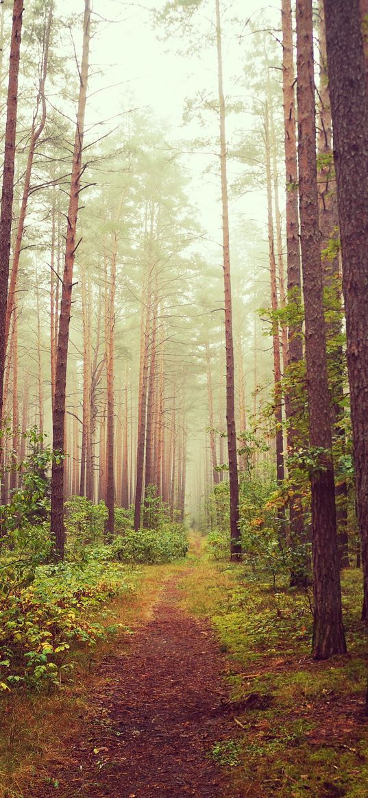 path, pines, trees, forest, fog, nature