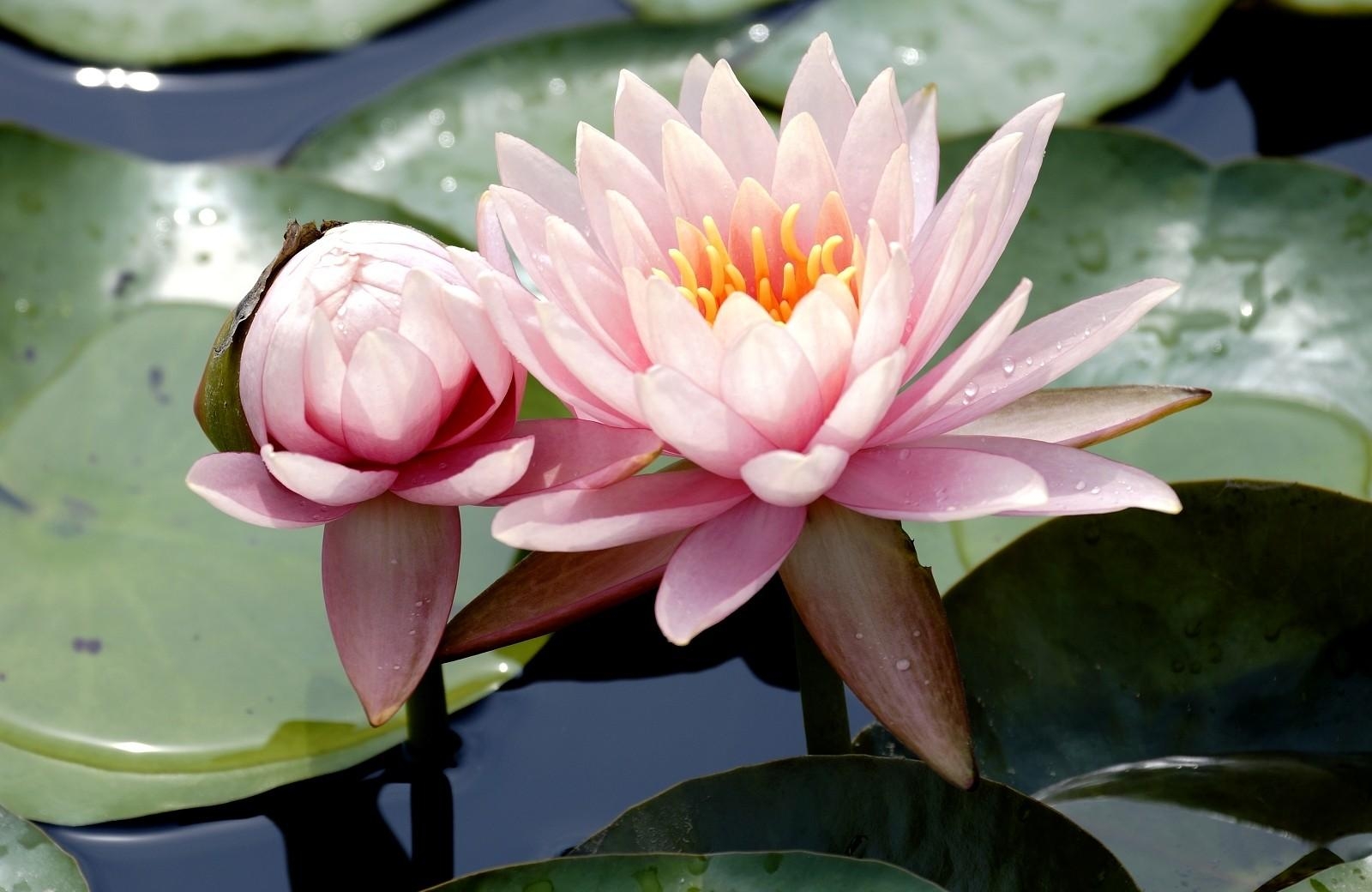 water lilies, water, leaves, mud, drops, close-up