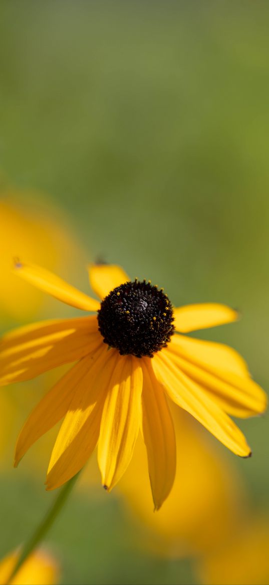 rudbeckia, flower, petals, blur, yellow, macro