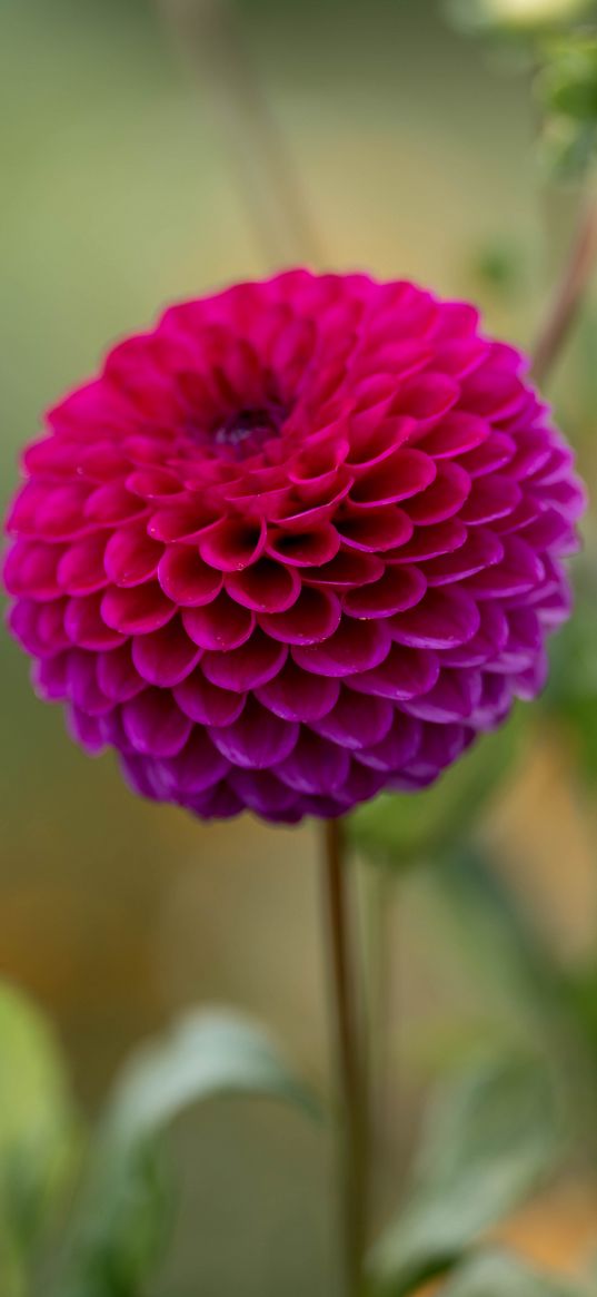 dahlia, flower, pink, petals, macro