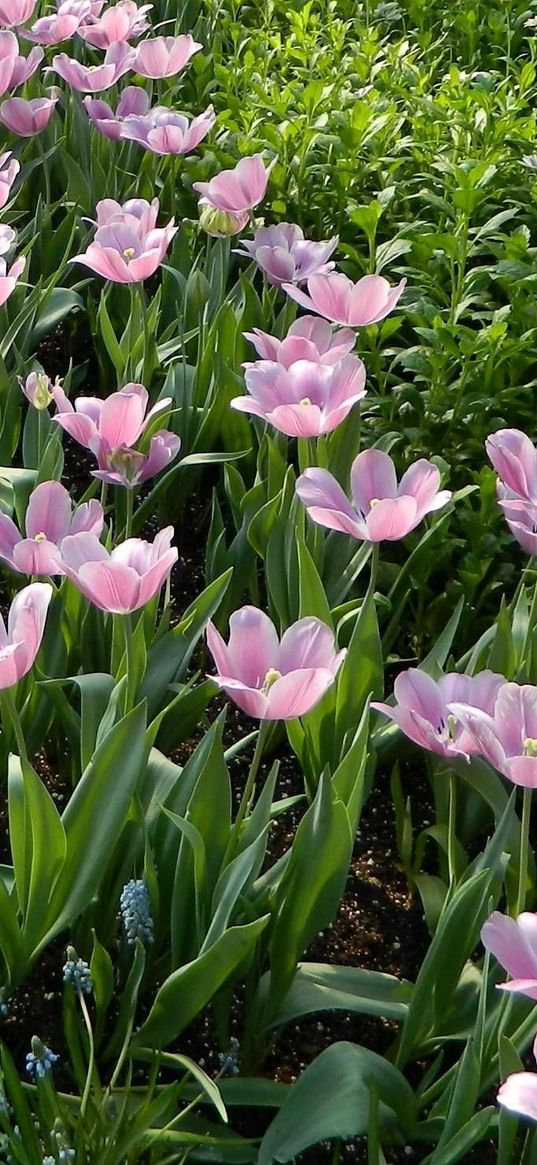 muscari, flowers, tulips, flowerbed, green, spring