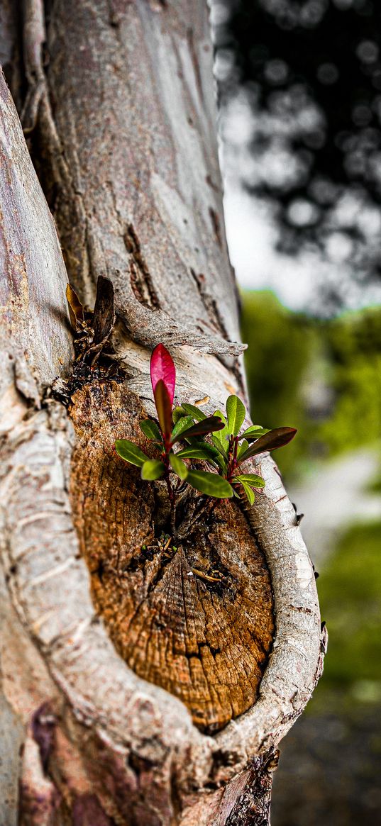 tree, sprout, nature, macro