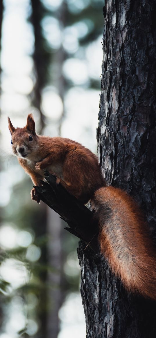 squirrel, tree, wildlife, animal, bark