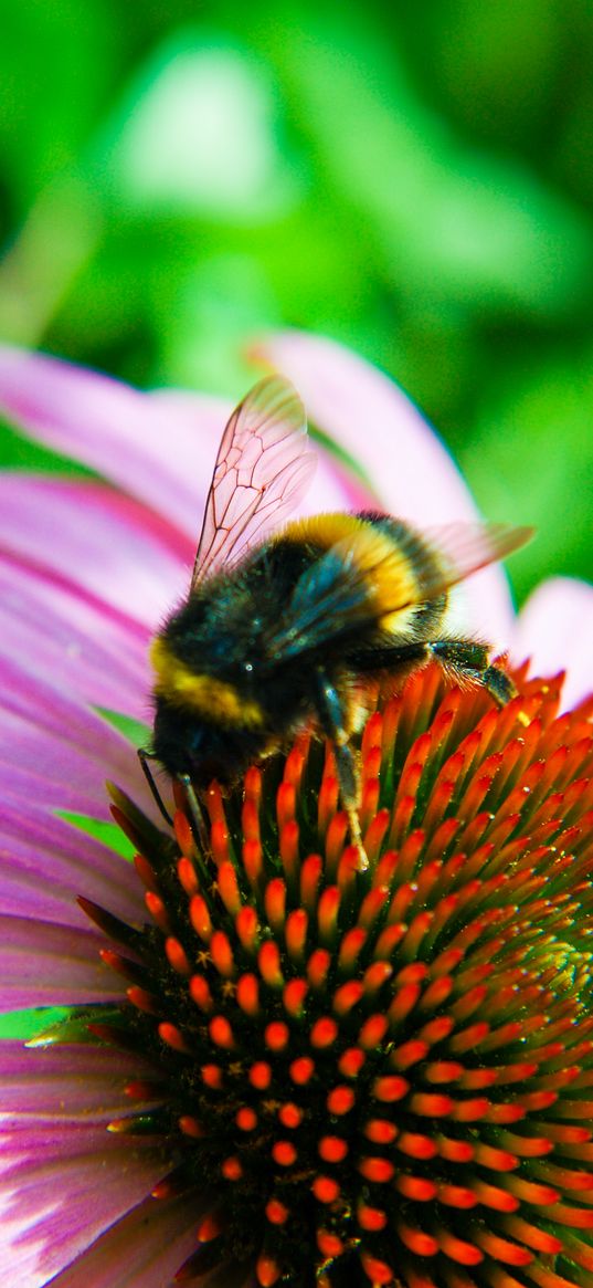 bumblebee, echinacea, flower, macro