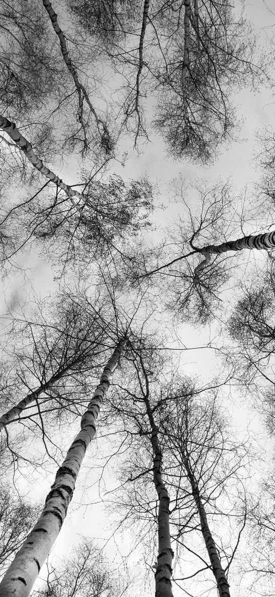 trees, branches, sky, bottom view, black and white