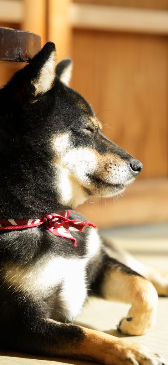 shiba inu, dog, pose, pet