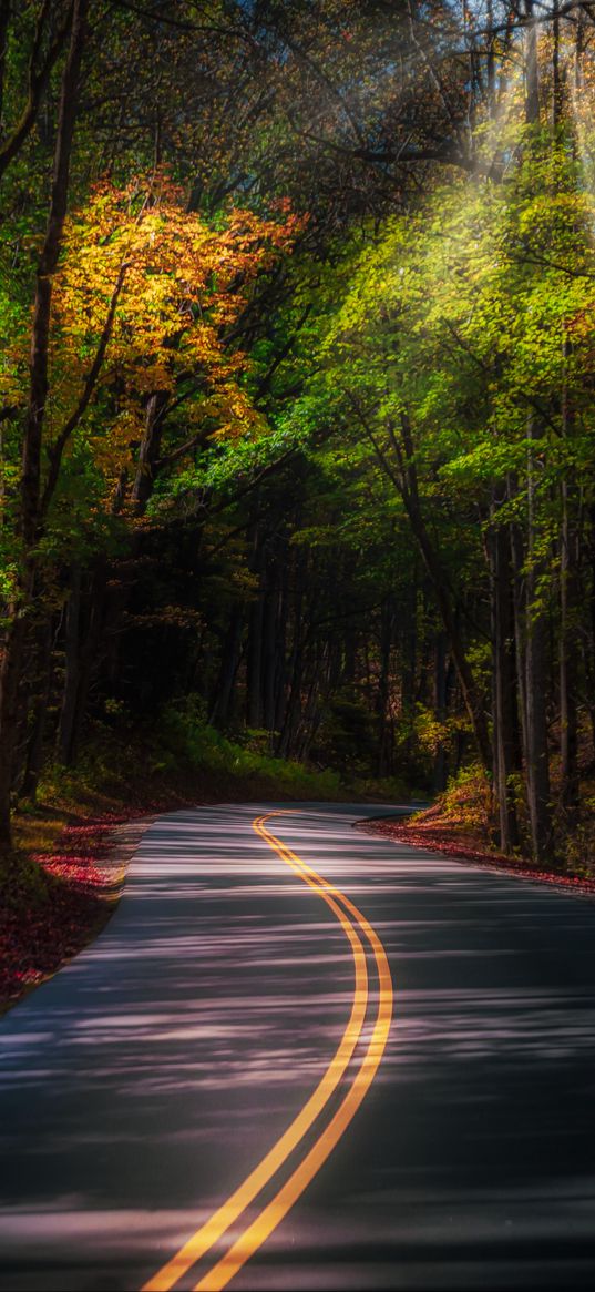 road, forest, trees, sunlight