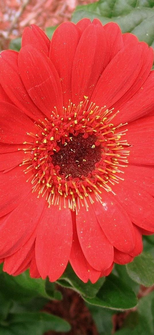 gerbera, flowers, red, close-up, greenery, flowerbed