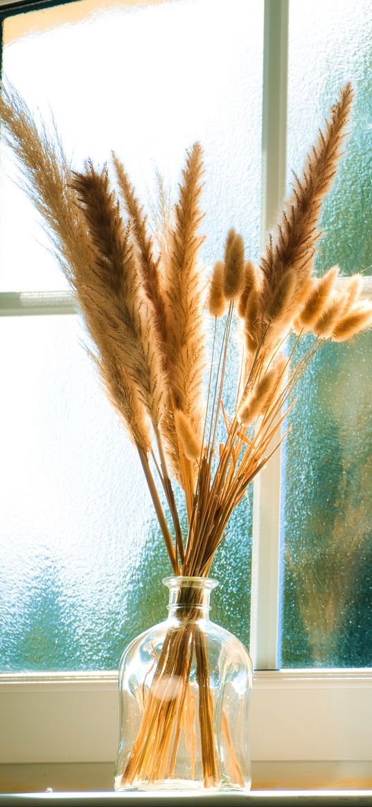 bottles, window, dried flowers, glass, bouquet, light, aesthetics