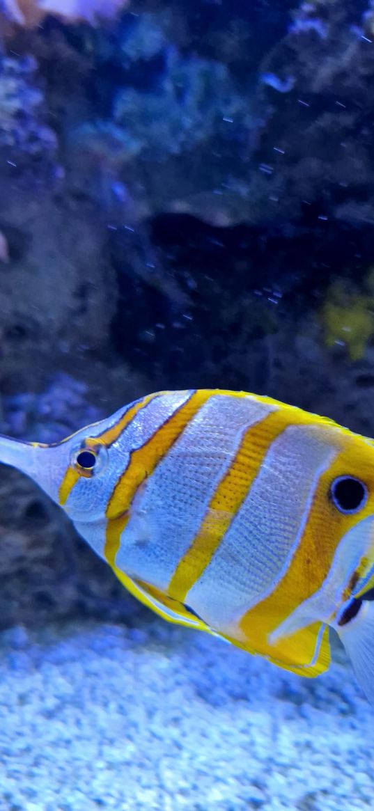 butterfly fish, fish, aquarium, yellow