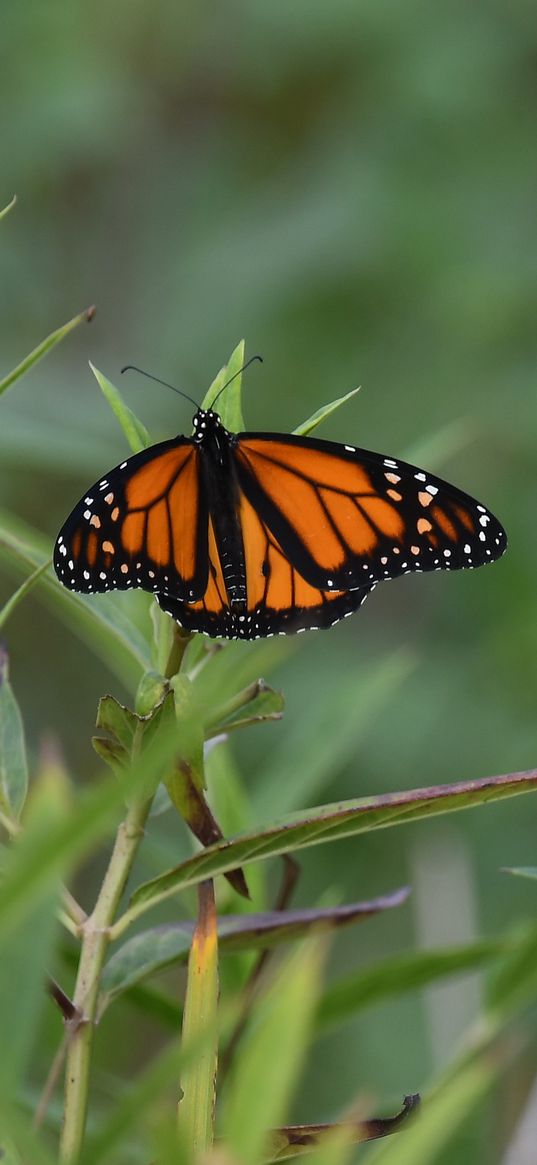 monarch butterfly, monarch, butterfly, plant, leaves, macro