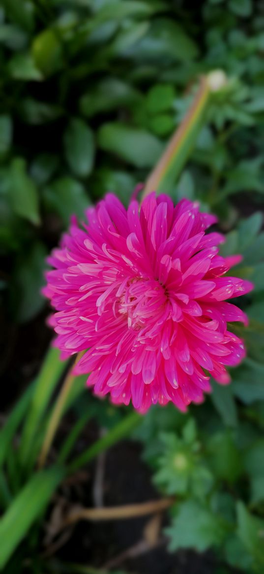 aster, flower, pink, plant, nature