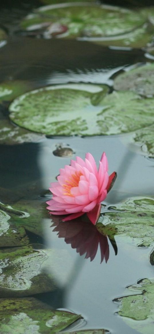 water lilies, water, leaves, pond