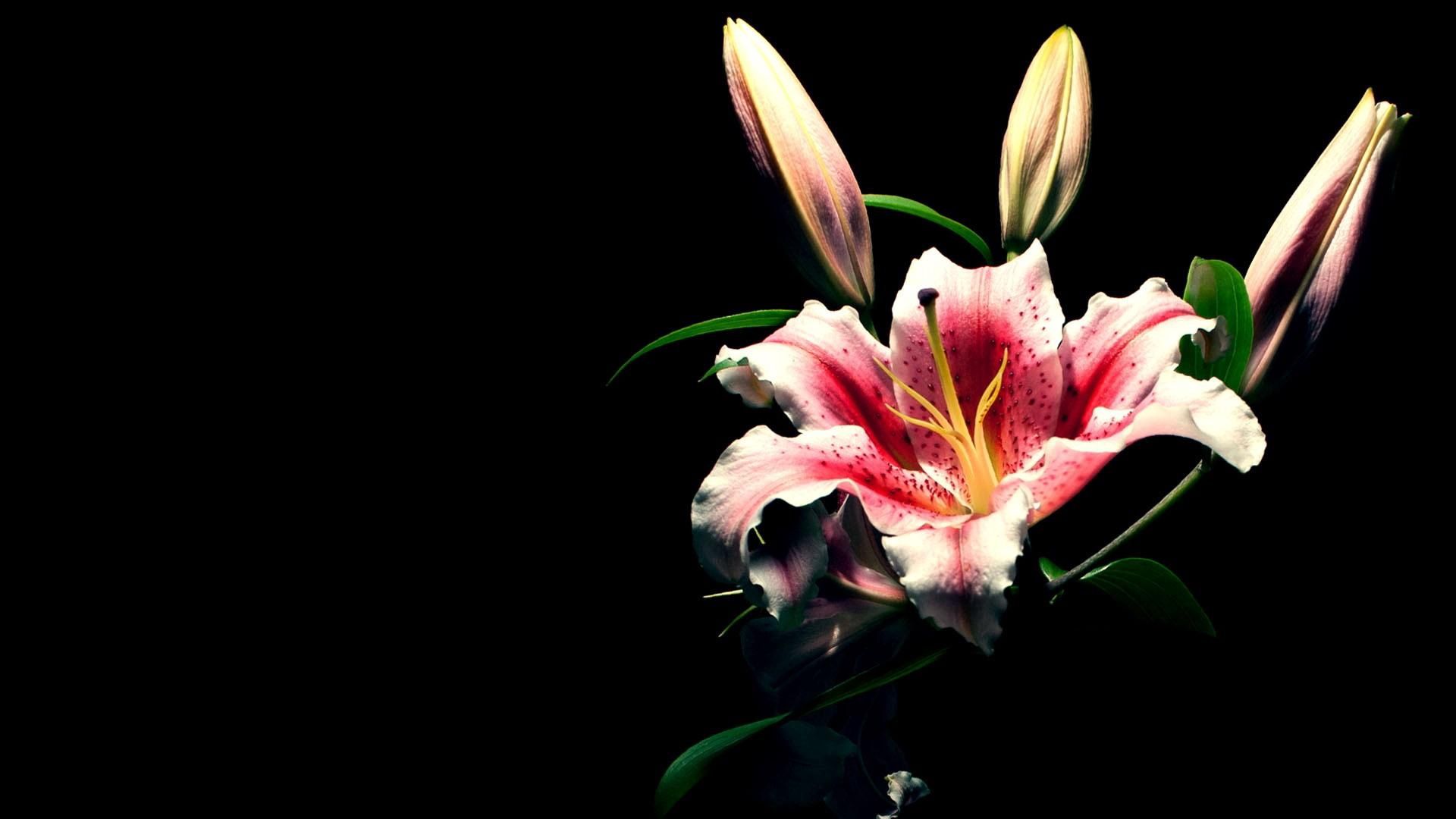 lily, flower, bud, black background