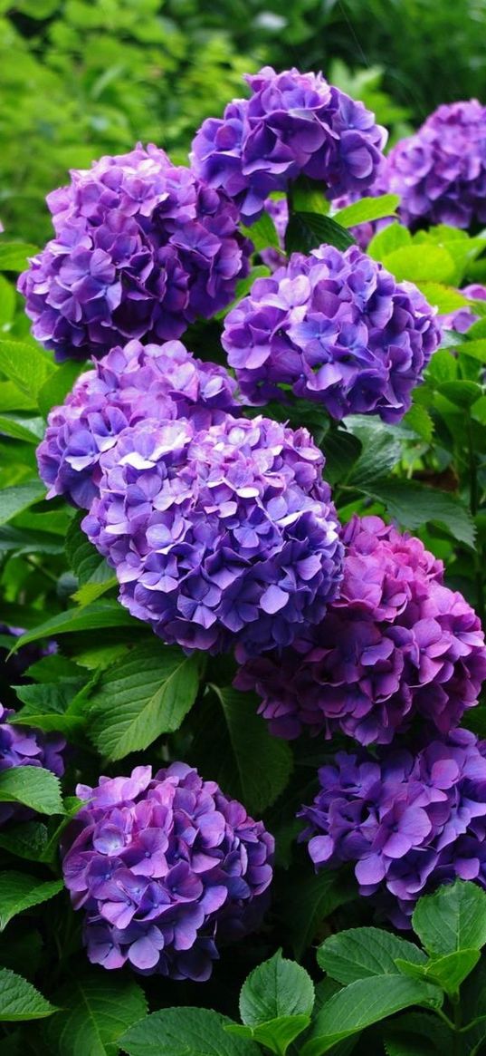 hydrangea, flowering, shrubs, herbs, garden