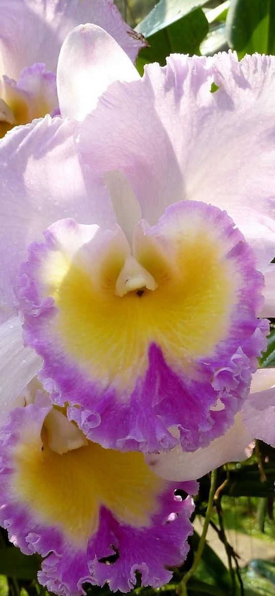 irises, flowers, flowerbed, garden, close-up, solar, drop, freshness