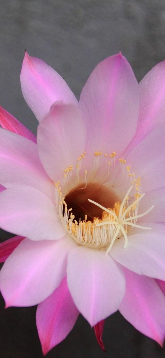 cactus, flowering, flower, petals, needles