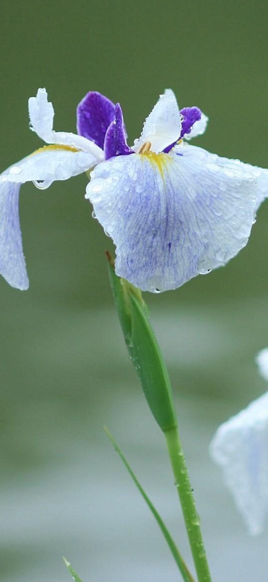 irises, flowers, drops, freshness, greenery, blurring