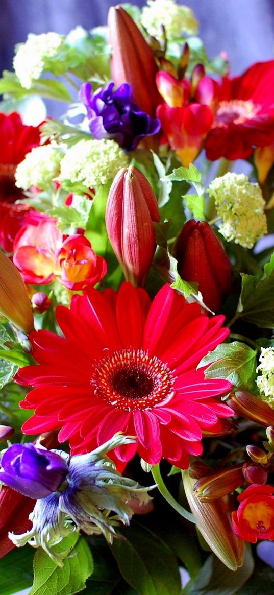 gerberas, lilies, buds, freesia, greens, bouquet, composition