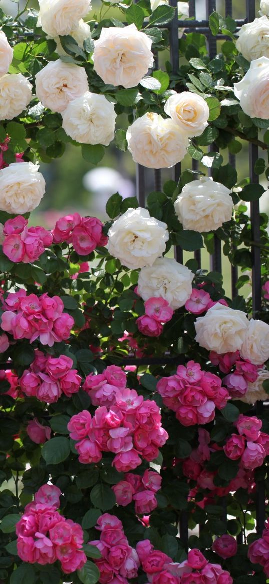 roses, flowers, different, fence, green, beautifully