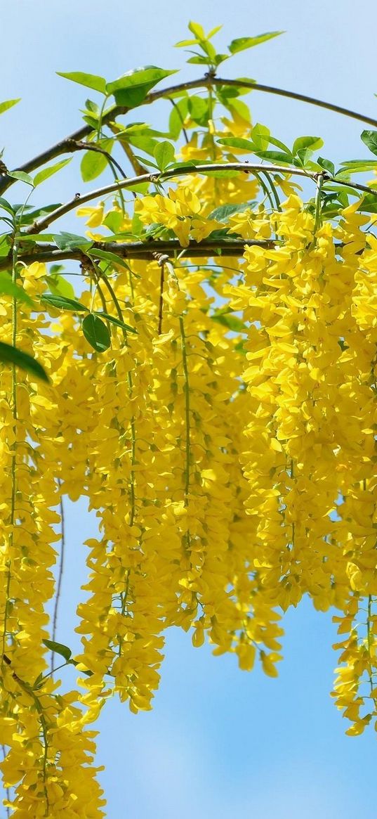 acacia, branch, bunch, sky, foliage, sunny