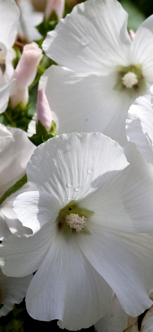 lavatera, flowers, snow-white, drops, fresh, close-up