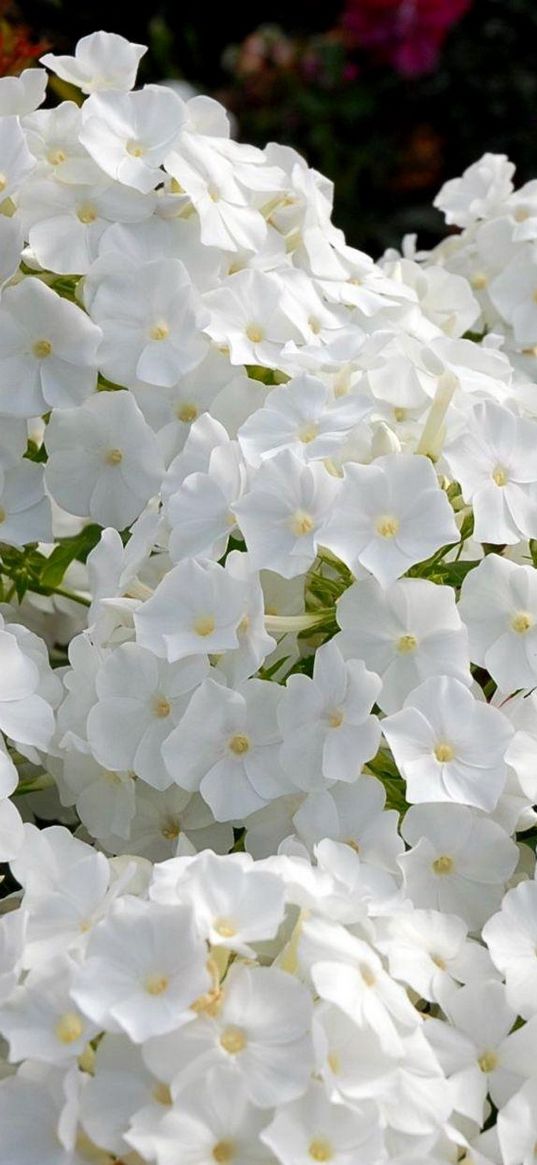 phlox, flowers, white, garden, flowerbed