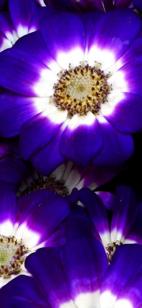 cineraria, flowers, bright, colorful, close-up