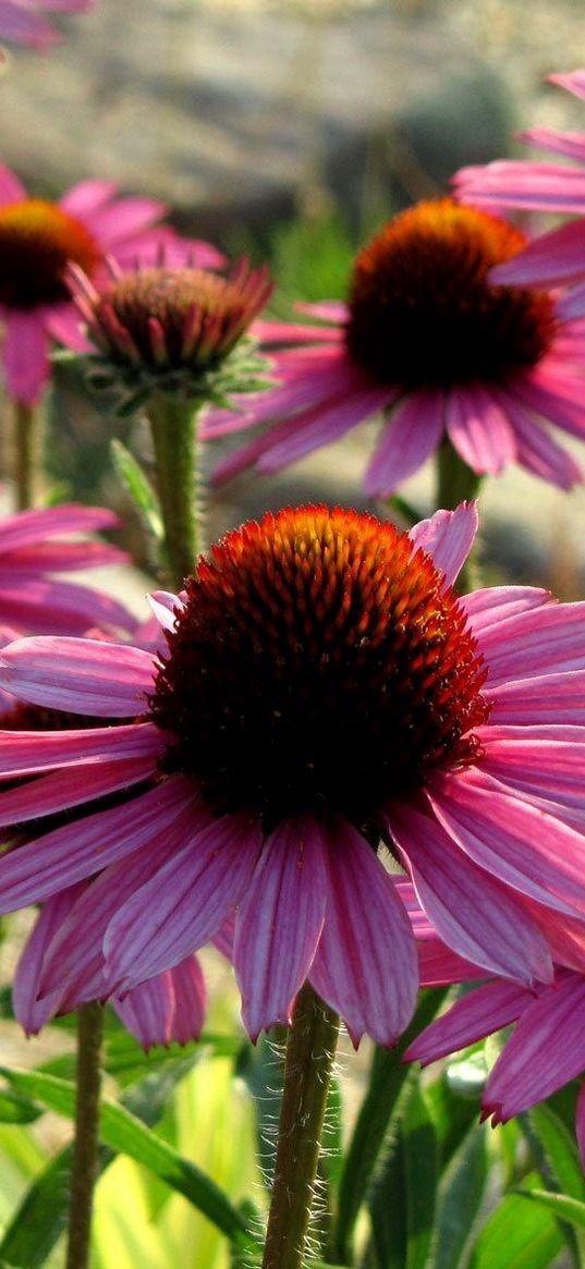 echinacea, flowers, petals, herbs, sun