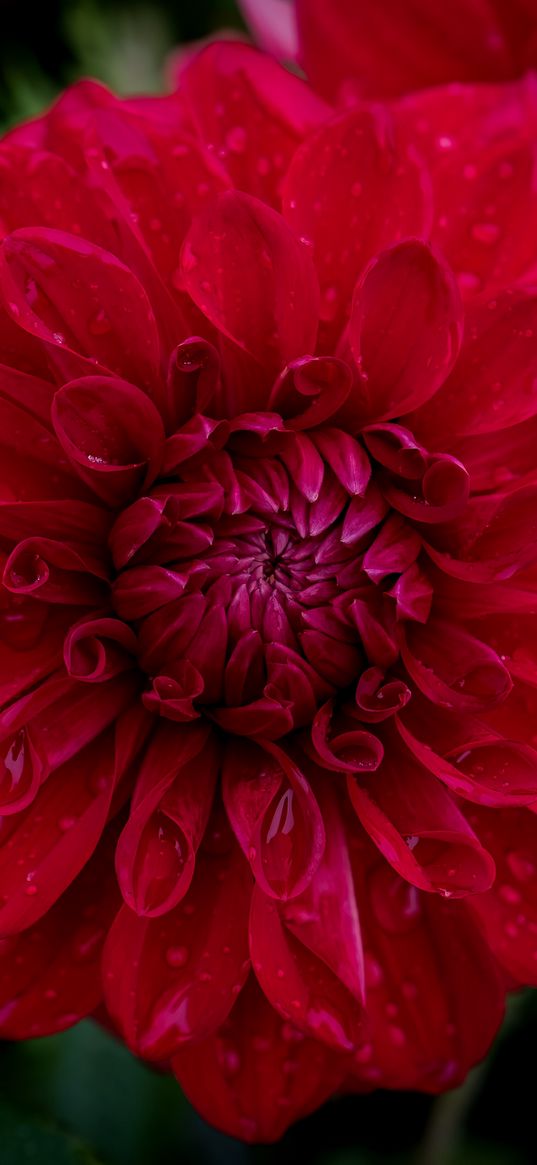 dahlia, flower, petals, macro, red, drops