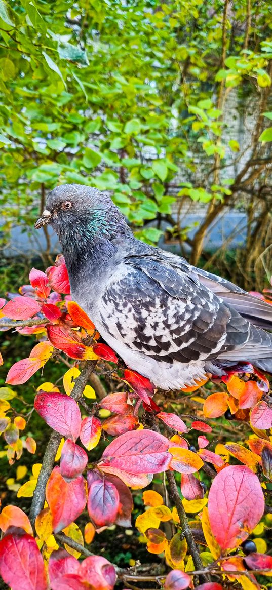 pigeon, bird, branches, leaves, autumn