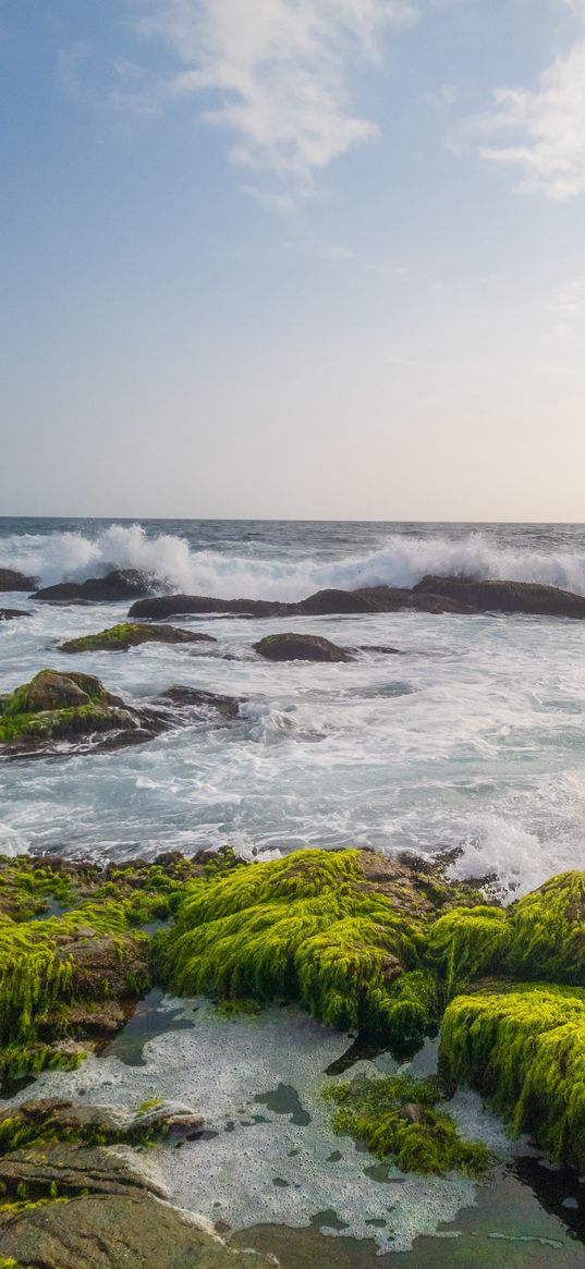 sea, waves, rocks, algae, moss