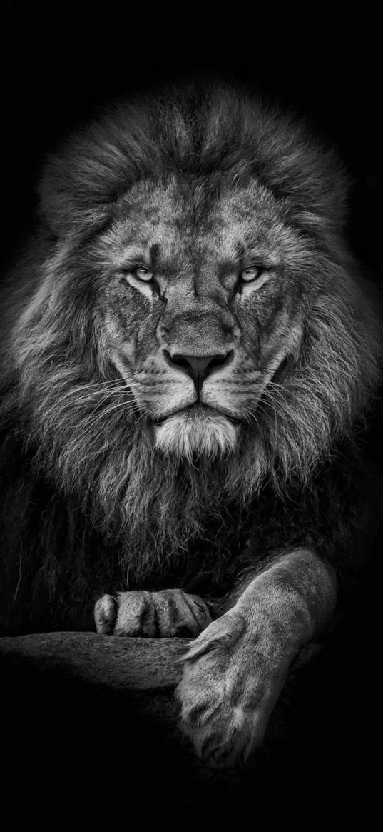 lion, big cat, predator, black and white, animal