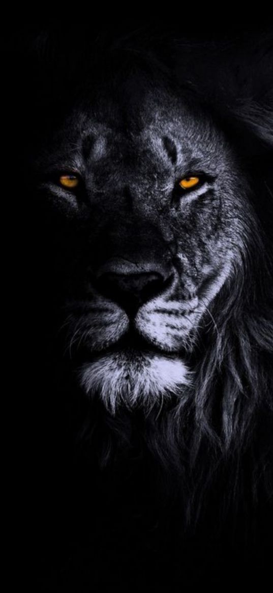 lion, big cat, predator, yellow eyes, black and white, animal