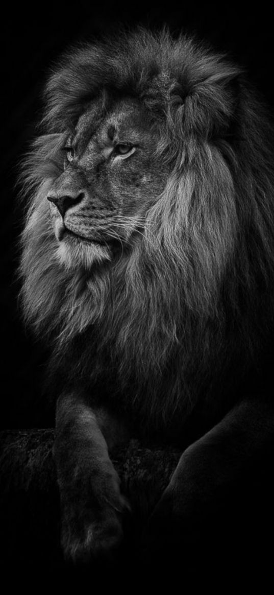 lion, animal, predator, gaze, black and white, dark background