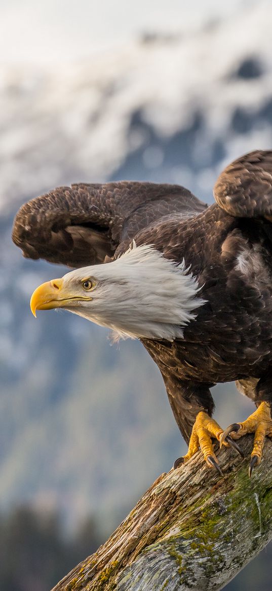 bald eagle, bird, tree, blur