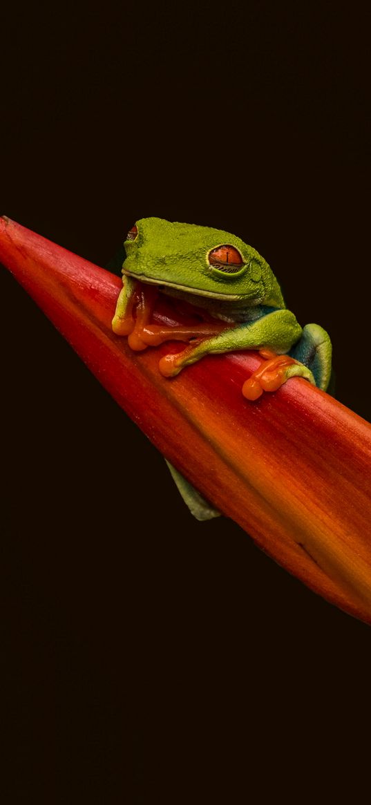 red-eyed tree frog, frog, leaf, macro