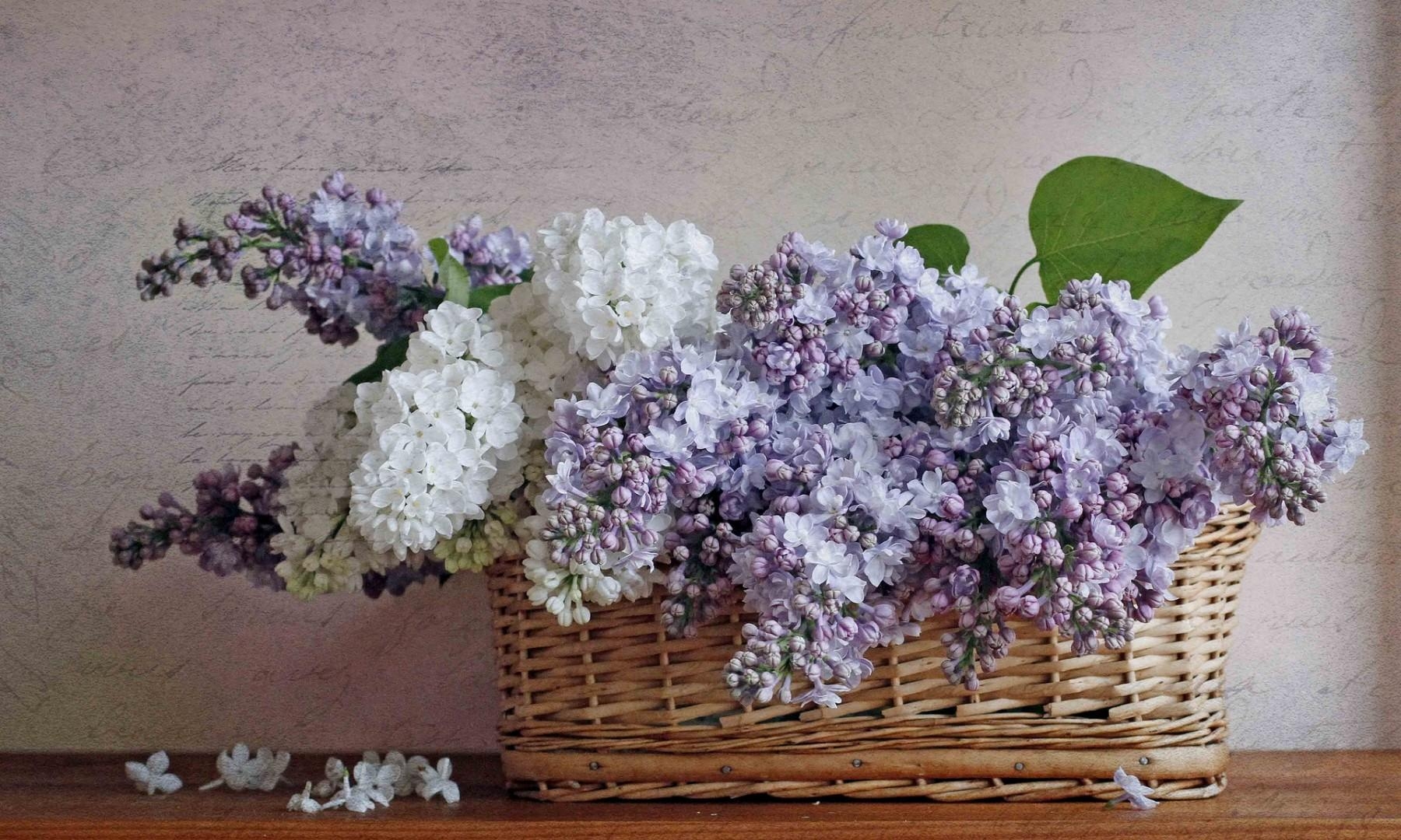 lilacs, bloom, spring, flower, basket, poetry