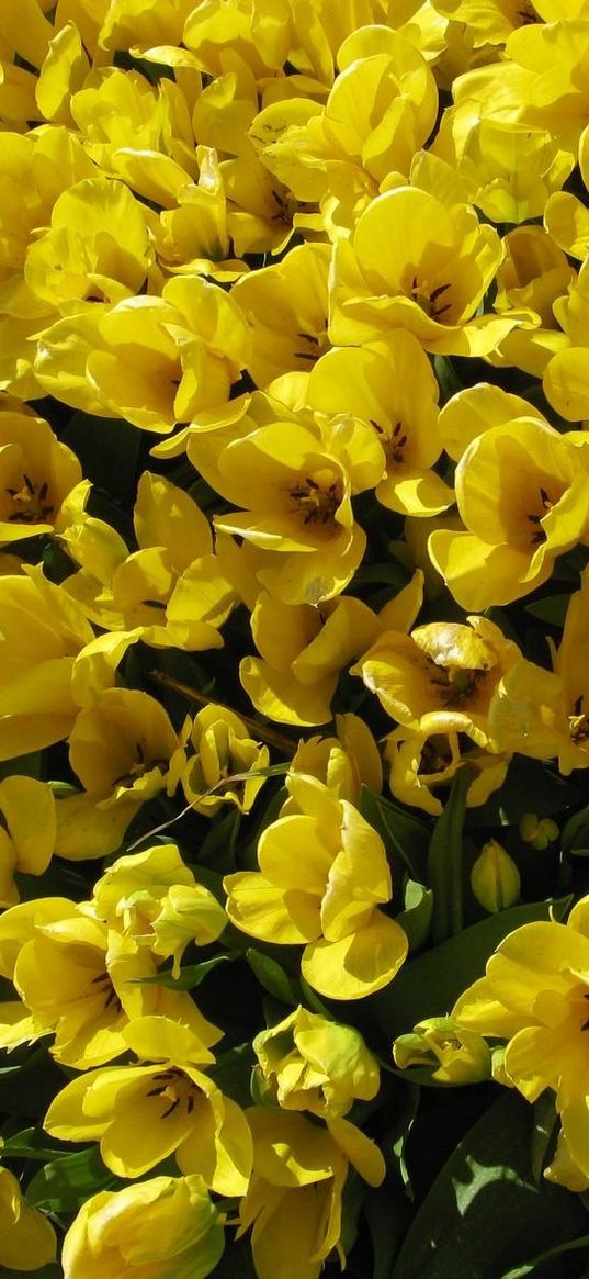 tulips, flowers, loose, yellow, many